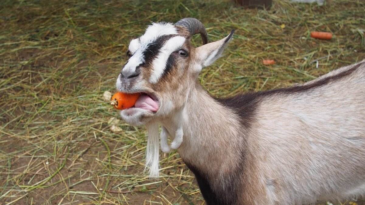 Любовь, морковь и козёл